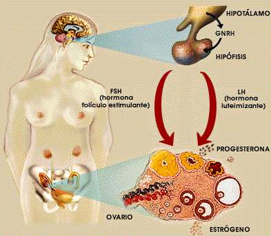 Como funcionan los esteroides en el cuerpo