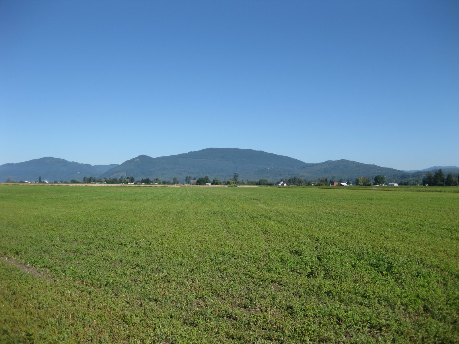 Green Grass Pasture