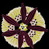 Florence Broadhurst collection