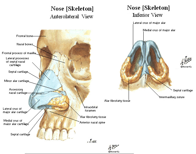 artistic anatomy cartilage of nose anatomy of nose