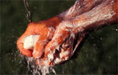 mani e sapone
