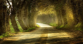 viale alberato