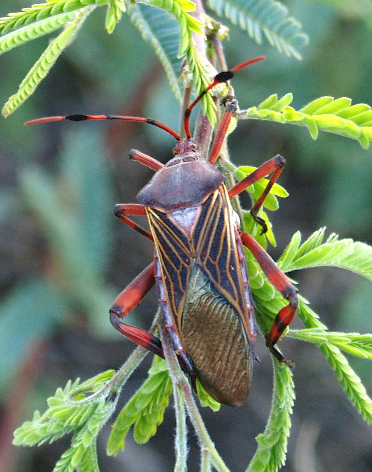 Giant mesquite bug Alchetron, The Free Social Encyclopedia