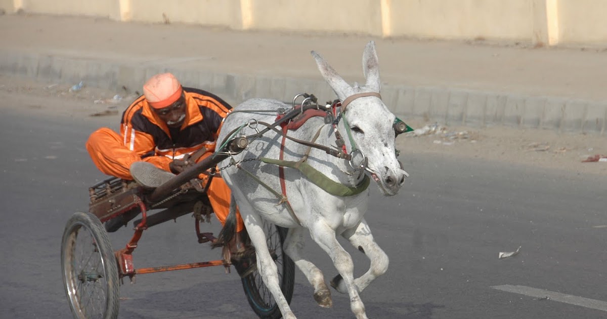 SKM Sports Blog Donkey cart race thrills