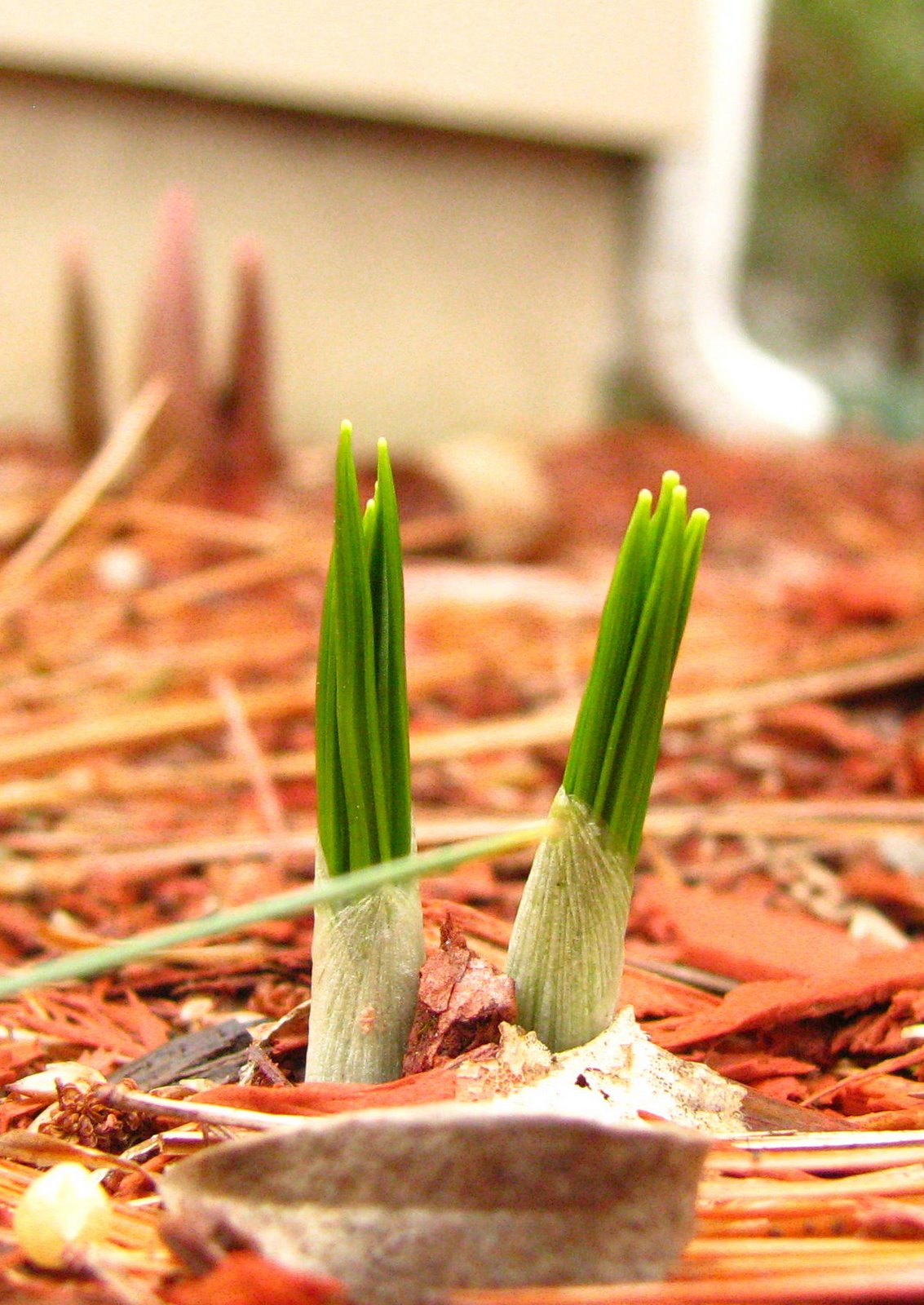 [Spring+is+here.jpg]