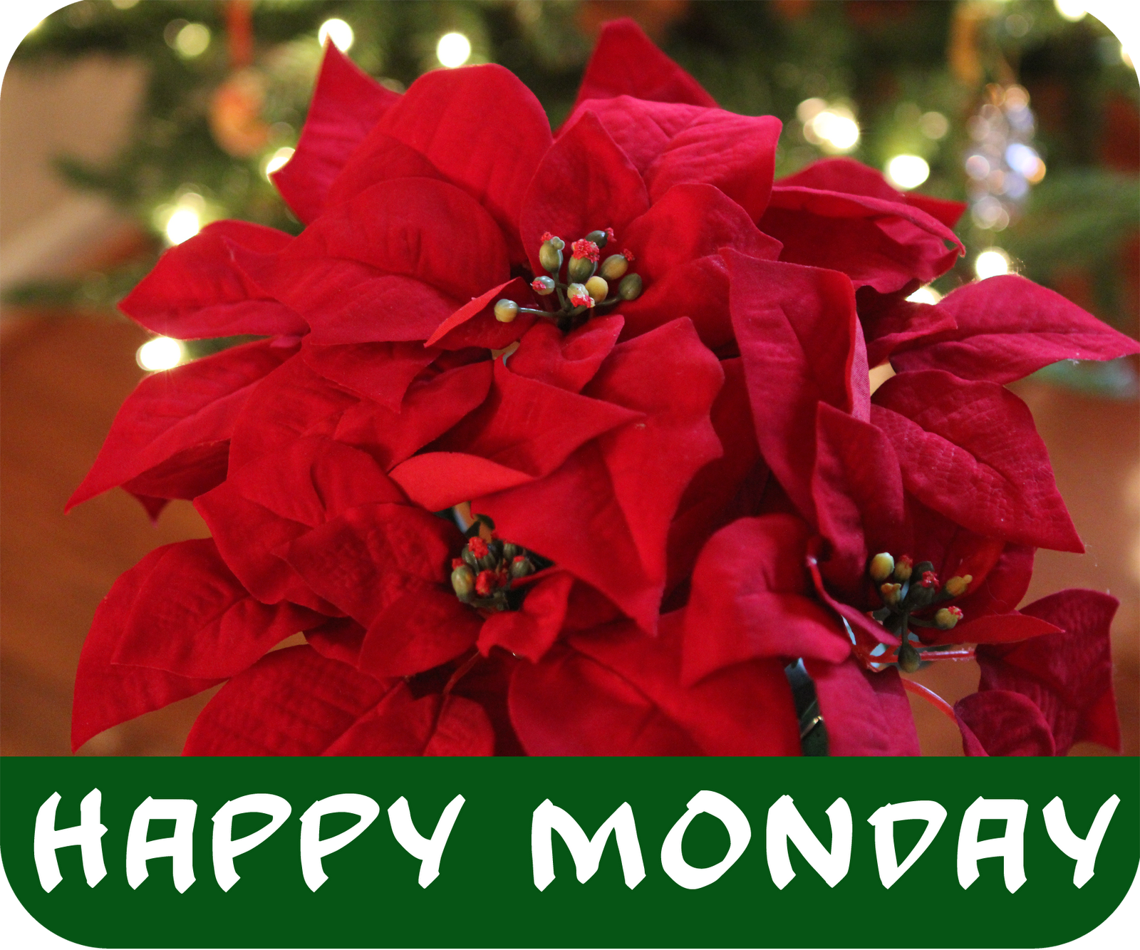 Happy Monday! Have A Good Morning And Season's Greetings! Pictures ...