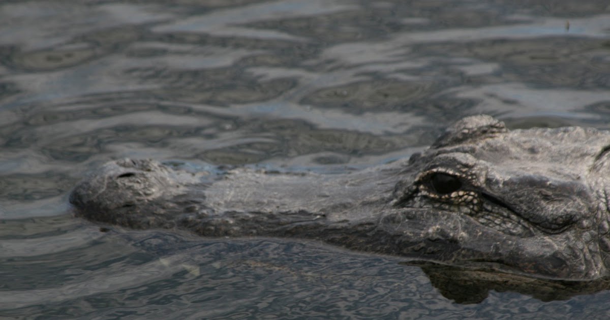 The Retired Road: Wild Animals of South Texas