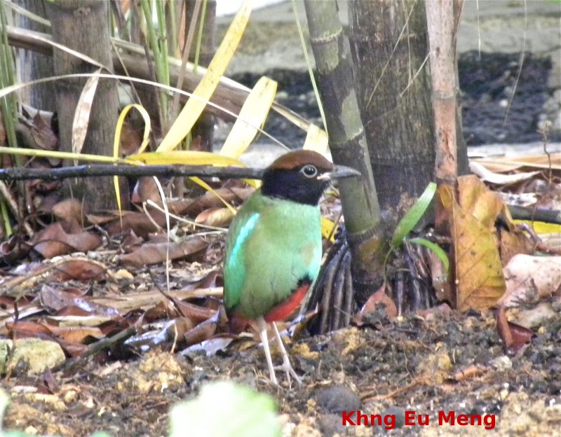 [Hooded+Pitta+1.JPG]