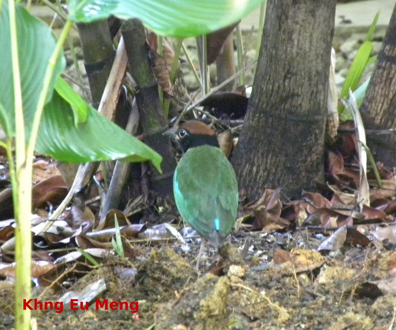 [Hooded+Pitta+4.JPG]