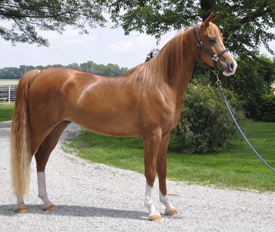 Can I Have a Pony?: All I want for Christmas is an Arabian horse (aka pony!)