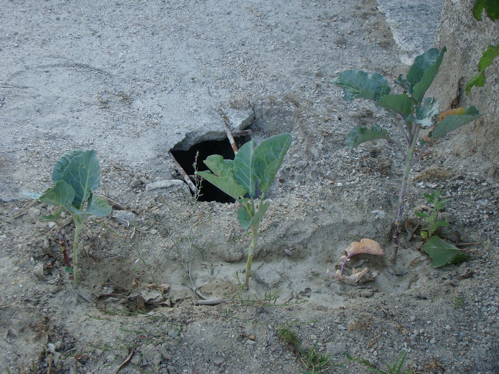 [DSC03162.JPG]