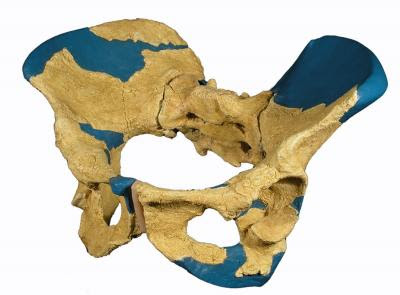 http://4.bp.blogspot.com/_yGd69CzoUE0/SSX7wGTwZLI/AAAAAAAAABk/oxu4_vcBH8Y/s400/gona-homo-erectus-pelvis.jpg