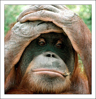 La mandíbula del Eoanthropus era de un orangután moderno La mandíbula del Eoanthropus era de un orangután moderno