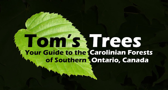 Tom's Trees