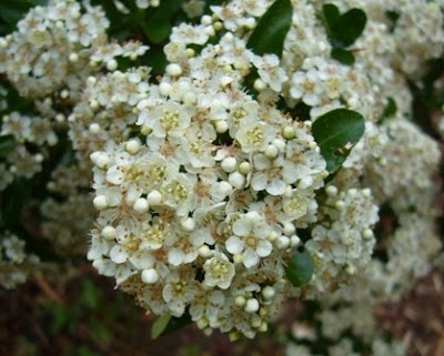 pyracantha flowers at 2 Green Acres, a Maryland Garden
