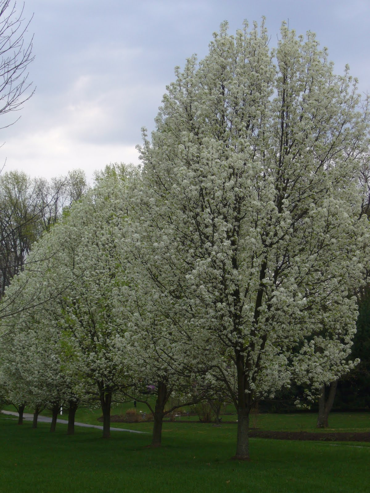 2 Green Acres Just say no to Bradford Pear trees
