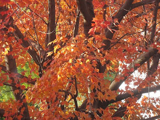 Sugar maple, a native plant for the Maryland garden