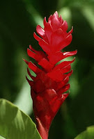 Click to resize The red flower of a ginger plant at Somerset Falls, Port Antonio, Jamaica. © Bob Krist