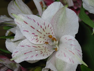 Click to resize Moist alstroemeria, altroemeria