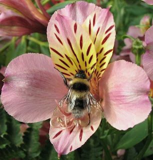 Click to resize Bee in alstroemeria