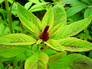 _blank Pygmy Torch or Pig weed
