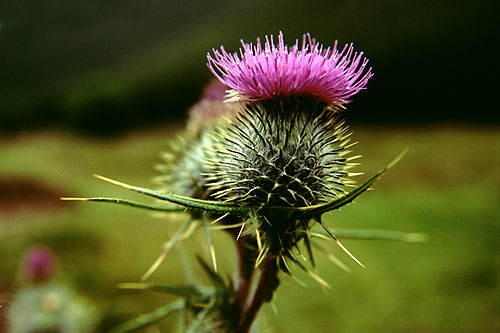 Alongside tartan, the thistle