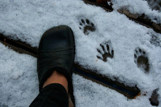 my shoe beside raccoon prints in the snow