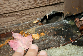 mouse hole
