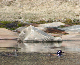 merganser