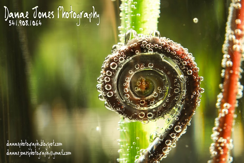 Danae Jones Photography