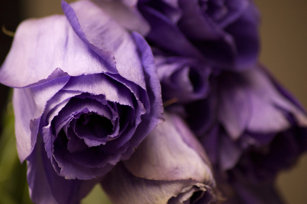 Buscando Flores Moradas 2