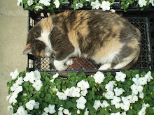 Greenhouse Cat