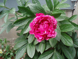 Rose colored Peony
