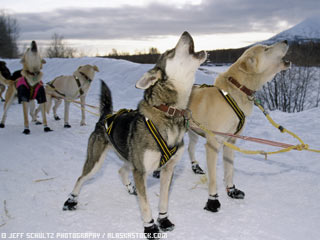 [iditerod2008.jpg]