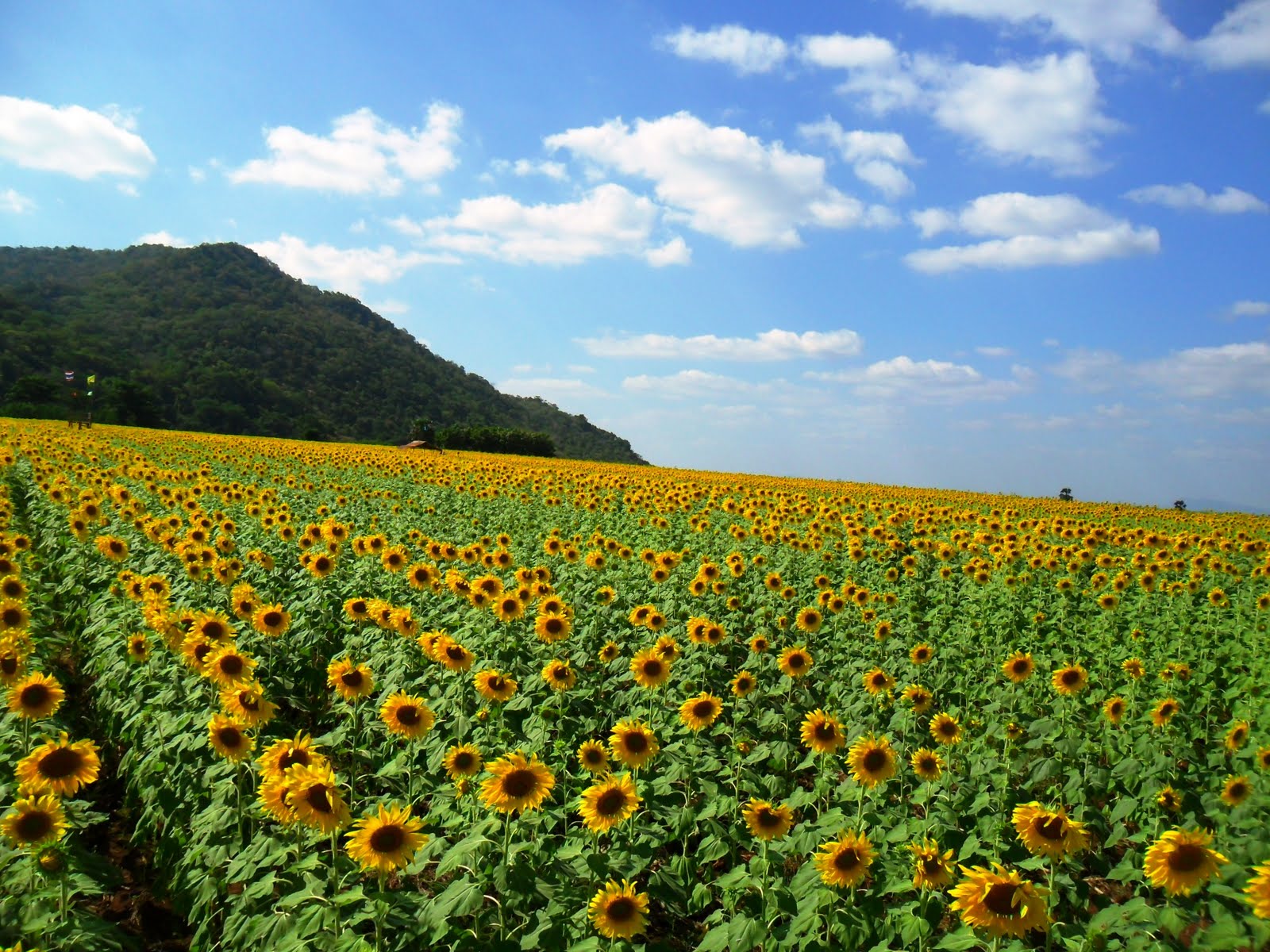 Celebrations Sunflower Field Thailand