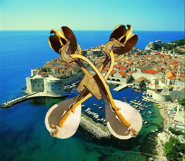 [Dubrovnik-gusle.jpg]