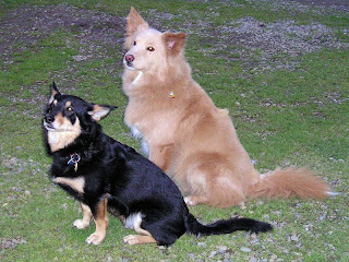 Identifying+dog+breeds+chart