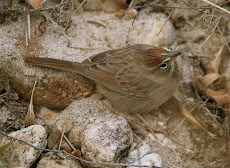 Rufous-crowned Sparow