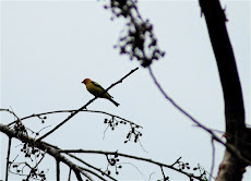 Western Tanager