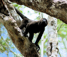 Howler Monkey