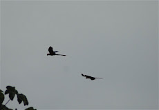 Scarlet Macaws