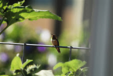 Rufous Hummingbird