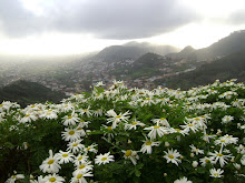 Daysies and Mountains
