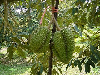 Bibit Tanaman: penanaman bibit durian