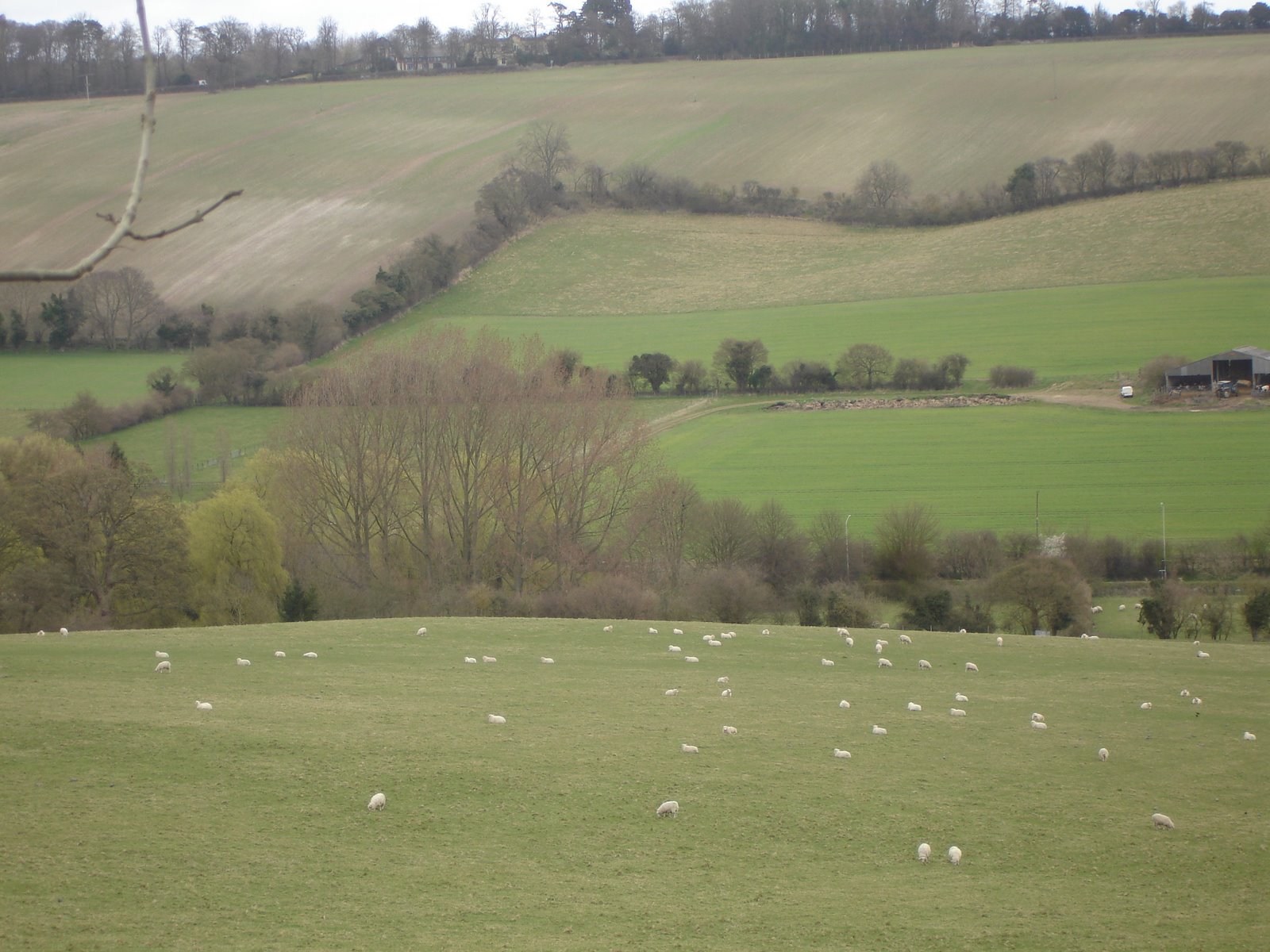 [sheep+at+Hughenen.JPG]