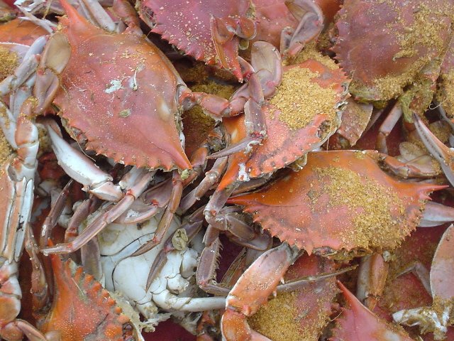 blue crab maryland blue crab maryland