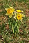 Daffodils