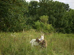 zauderziegen