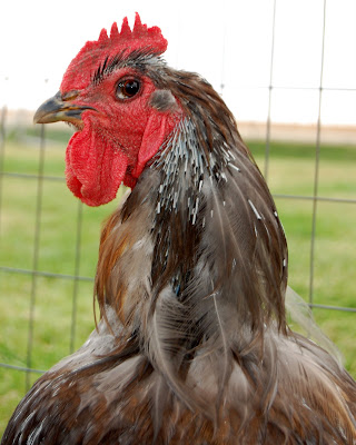Chicken Pin Feathers