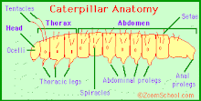 Caterpillar Anatomy